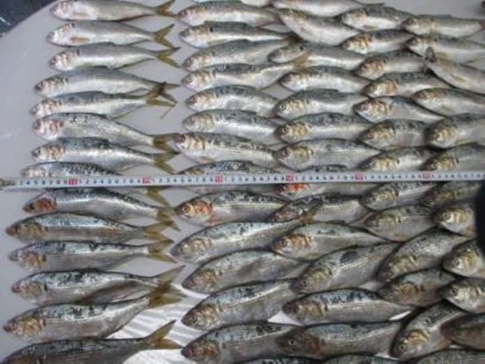 DOTTED GIZZARD SHAD