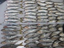 DOTTED GIZZARD SHAD