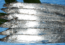Tachio Surimi Blocks