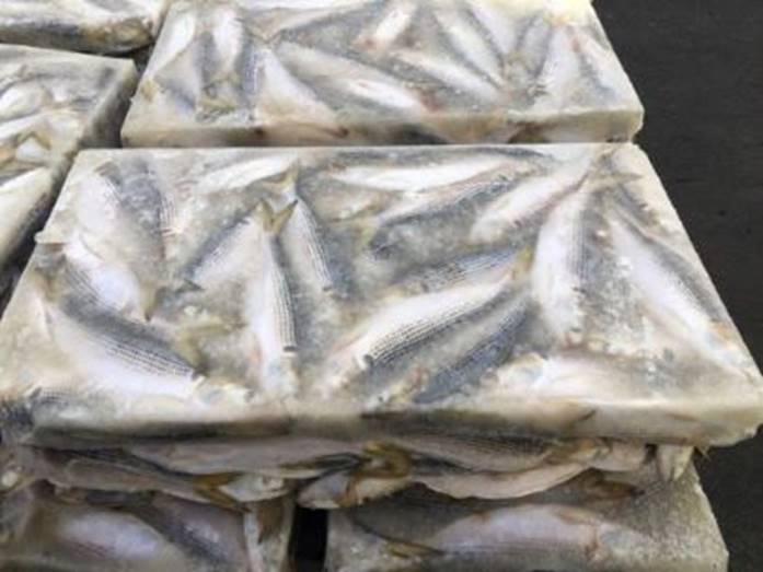 DOTTED GIZZARD SHAD