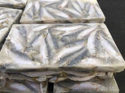 DOTTED GIZZARD SHAD